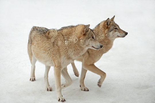 wolves male and female walking together, isolated background