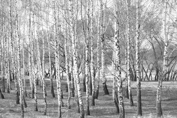 Black-and-white photo of forest landscape with birches