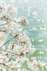 White Cherry Blossoms Trees