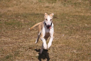 brauner windhund rennt auf einer koppel