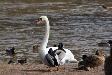 Fototapeta premium Landscape with colorful ducks and a white swan on a lake in Kassel, Germany
