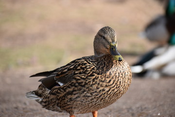 Closeup of a colorful female duck on a lake in Germany