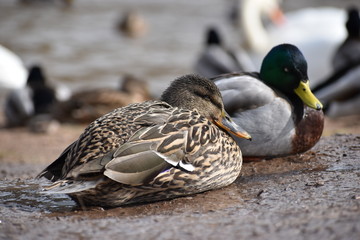Closeup of a colorful female duck with many ducks in background on a lake in Germany