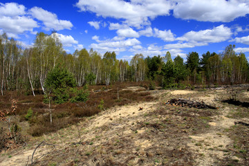 Panoramic view of grassy forest meadows in spring season in central Poland mazovian plateaus near Warsaw