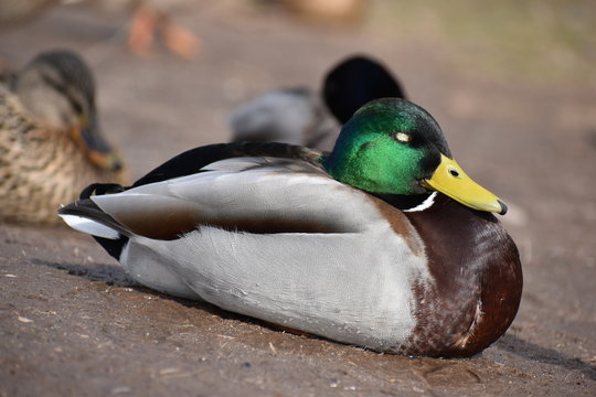 Closeup of a drake sleeping on a lakeshore in Kassel, Germany
