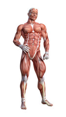 3D Rendering Male Anatomy Figure on White