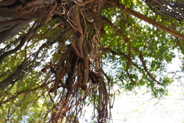 Fototapeta premium Hanging root above the soil at old green tee.