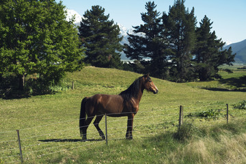 Caballo alaz&aacute;n pastando tranquilamente en un cercado con hierba verde en las monta&ntilde;as