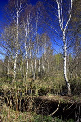 Panoramic view of trees and fields over peat bog and water reservoir within the Calowanie Moor geographical terrain in early spring season in central Poland mazovian plateaus near Warsaw © Art Media Factory