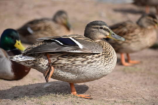 Closeup of a colorful female duck with many ducks in background on a lake in Germany