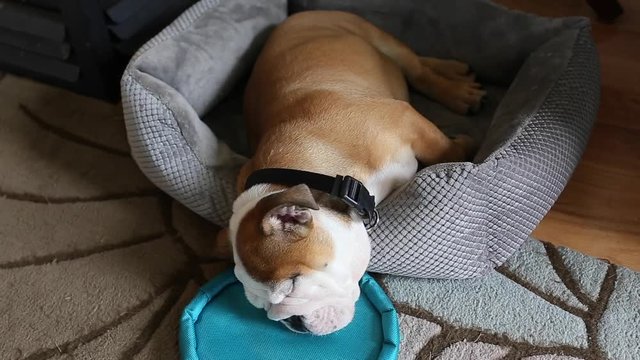 bulldog puppy sleeping with his toy