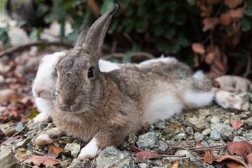 2 rabbits (brown and white) lie side by side on stony ground
