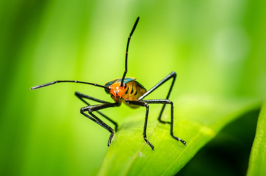 Formiga Images – Browse 5 Stock Photos, Vectors, and Video | Adobe Stock