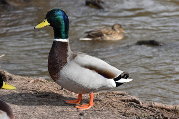 Closeup of a colorful drake on a lake in Kassel, Germany