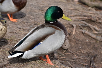 Closeup of a colorful drake on a lake in Kassel, Germany
