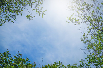 Green leaf against blue sky background with sunlight.