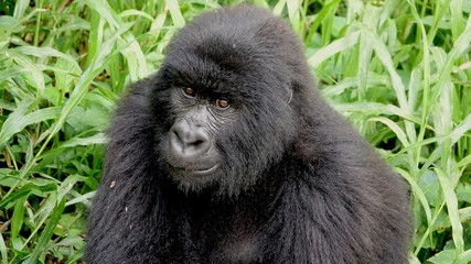 Obraz premium Mountain Gorilla, Portrait, Virunga Mountain, Africa