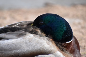 Obraz premium Closeup of a drake sleeping on a lakeshore in Kassel, Germany