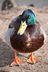 Closeup of a colorful drake on a lake in Kassel, Germany