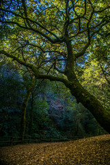 Fototapeta premium Sever do Vouga, Portugal 