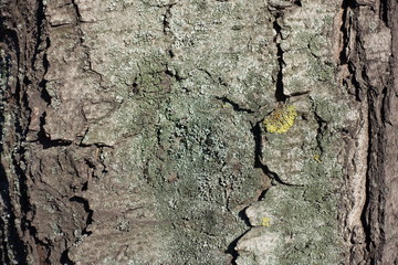 Dry bark of horse chestnut tree with lichen