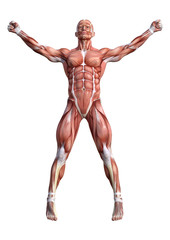 3D Rendering Male Anatomy Figure on White