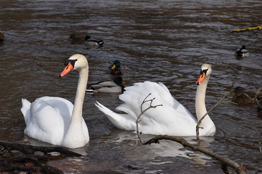 Closeup of two wonderful white swans swimming in a river with many ducks in background in Kassel, Germany