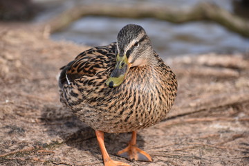 Closeup of a colorful female duck on a lake in Germany