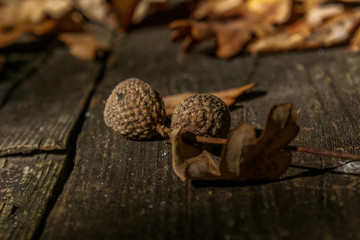 Sever do Vouga, Portugal	