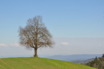 Tree standing on the Uetliberg, Zürich, Switzerland.