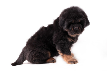 щенок тибетского мастифа сидит