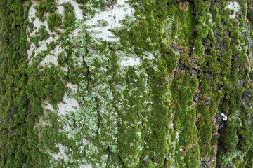 Uneven surface of silver poplar bark with moss and lichen