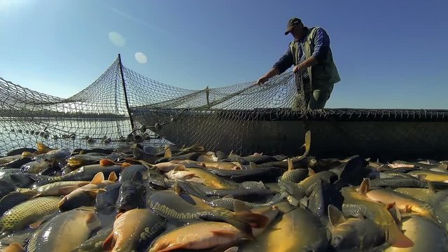 Commercial Fishing - Harvesting Fish at Fish Farm