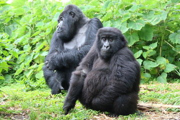 Moutain Gorilla, Silverback with female, Virunga, Africa