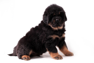 щенок тибетского мастифа сидит