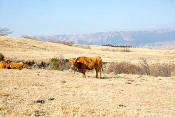 Fototapeta na wymiar 熊本の赤牛