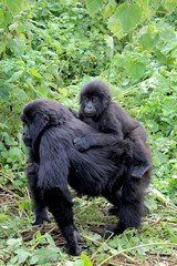 Mountain Gorilla Baby, Mother and newborn child, Virunga, Africa