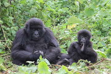 Mountain Gorilla Baby, Mother and newborn child, Virunga, Africa