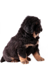 щенок тибетского мастифа сидит