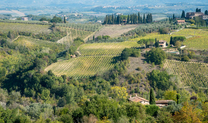 vineyard fields in San Gimignano, Tuscany area, Italy