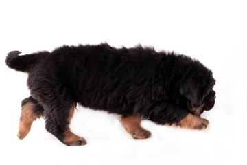 щенок тибетского мастифа крадется