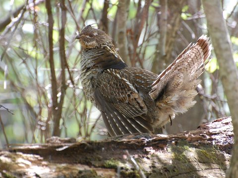 Ruffed Grouse Drumming