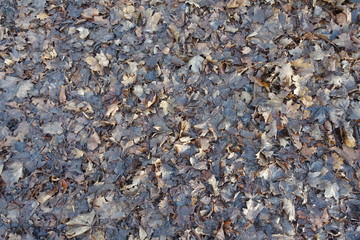 Greyish brown wet fallen leaves from above