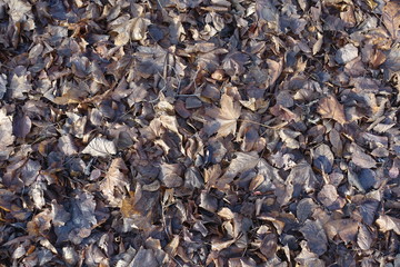 Texture of wet dark brown fallen leaves