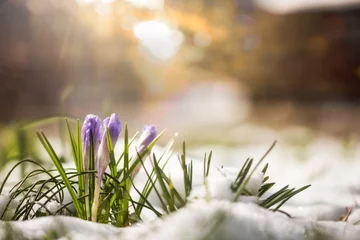 Fototapeten Krokus im Schnee streckt sich die Sonne entgegen © cstirit