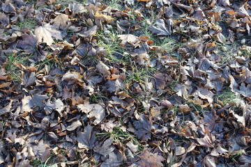 Dull brown fallen leaves in the grass in late autumn