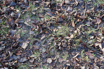 Greyish brown fallen leaves in the grass in late autumn