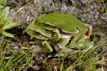 Fototapeta premium Europäischer Laubfrosch / Pärchen im Paarungsgriff (Hyla arborea) - European tree frog 