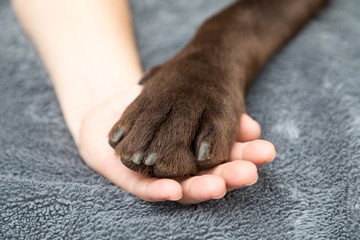 labrador paw with hand - 197057498