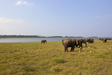 sri lankan wild elephants